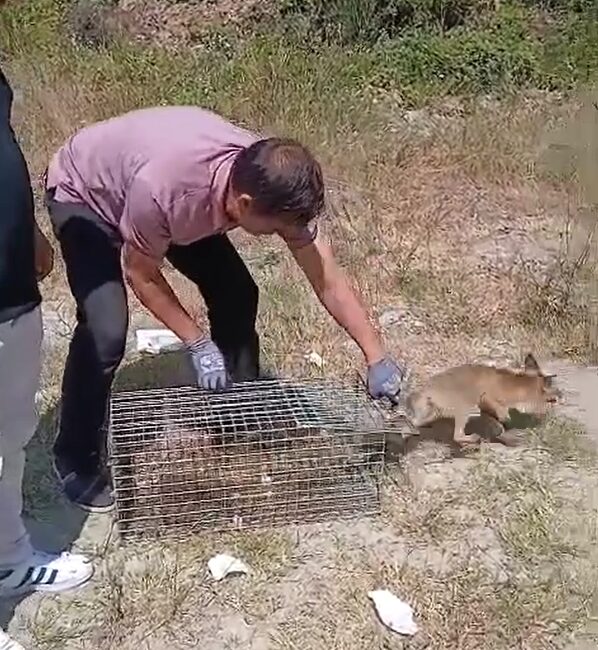 Yalova şehir merkezinde bir evin bahçesini mesken tutan tilki önce