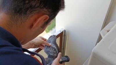 Hatay’da bir evin balkon korkuluklarında mahsur kalan yavru güvercinleri itfaiye