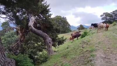 Sivas’ın Koyulhisar ilçesine bağlı Kavacık köyünde sağanak yağış sırasında kurbanlık