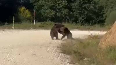 Bursa’nın Gemlik ilçesinde yolun ortasında güreşe tutuşan ayılar, korku dolu