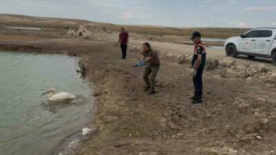 Karaman’da jandarma tarafından yorgun ve bitkin halde bulunan pelikan yapılan