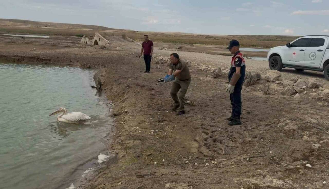 Karaman’da jandarma tarafından yorgun ve bitkin halde bulunan pelikan yapılan
