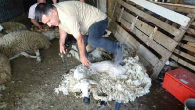 Yozgat’ta havaların ısınmasıyla birlikte koyun kırkma sezonu başladı. Hayvancılıkla geçimini