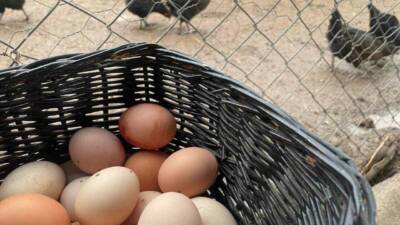 TÜİK’e göre yumurta üretimi geçen yıl kasımdan bu yana sürekli
