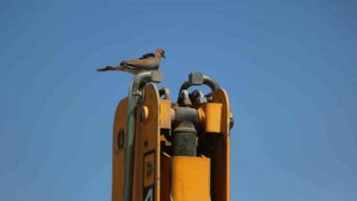 Hatay’da hafriyatçılık yapan Bülent Kuyucu, kepçesinin bomunun üzerine yuva yapan