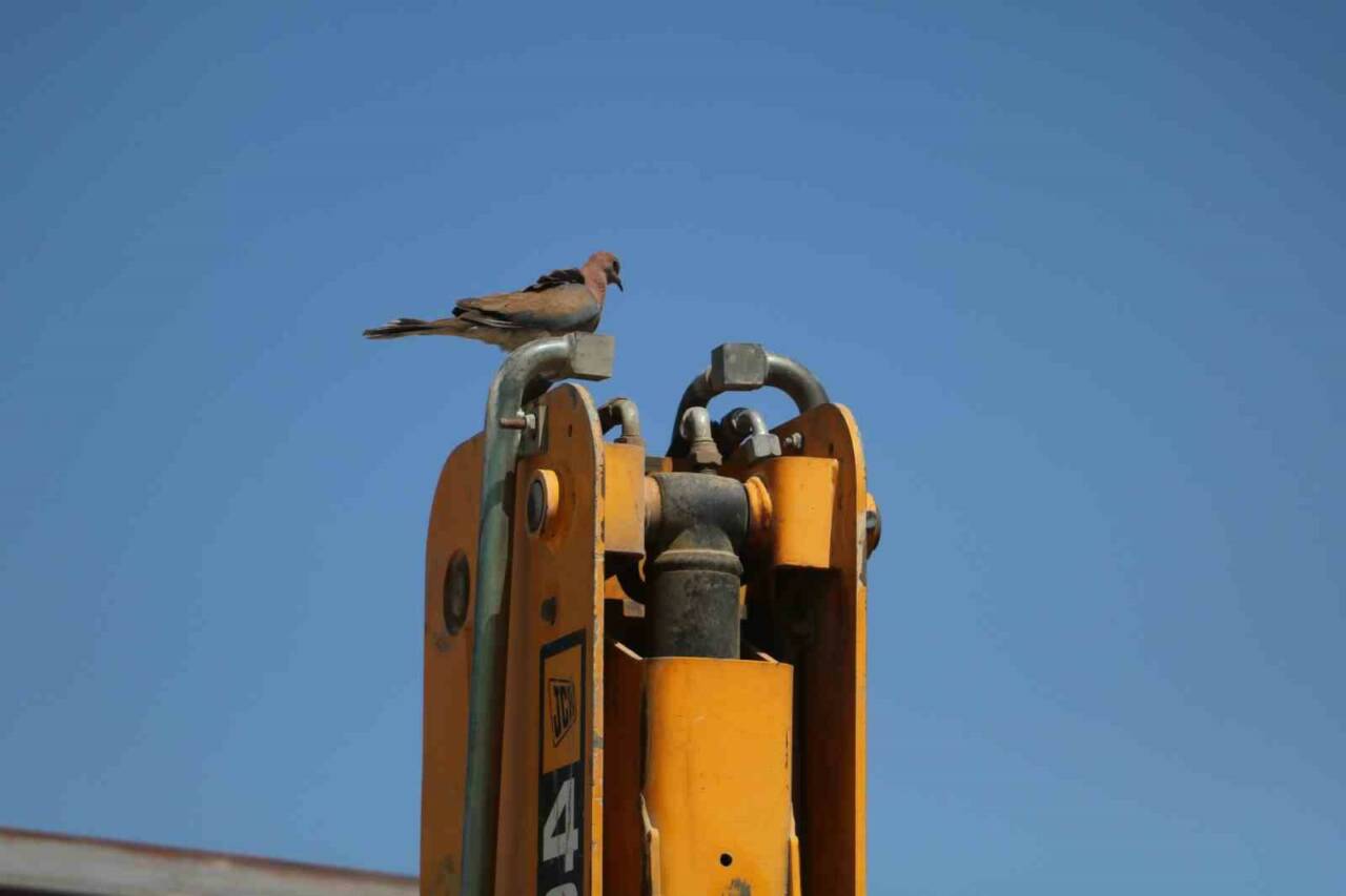 Hatay’da hafriyatçılık yapan Bülent Kuyucu, kepçesinin bomunun üzerine yuva yapan