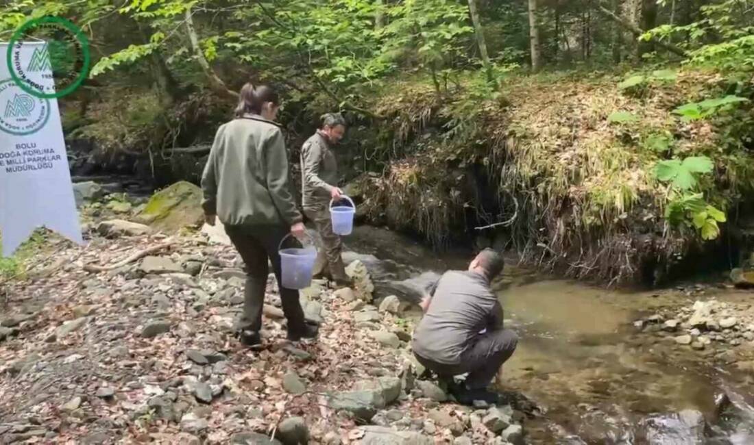 Bolu’da orman içi sulardaki doğal alabalık popülasyonlarını artırmak amacıyla yüzlerce