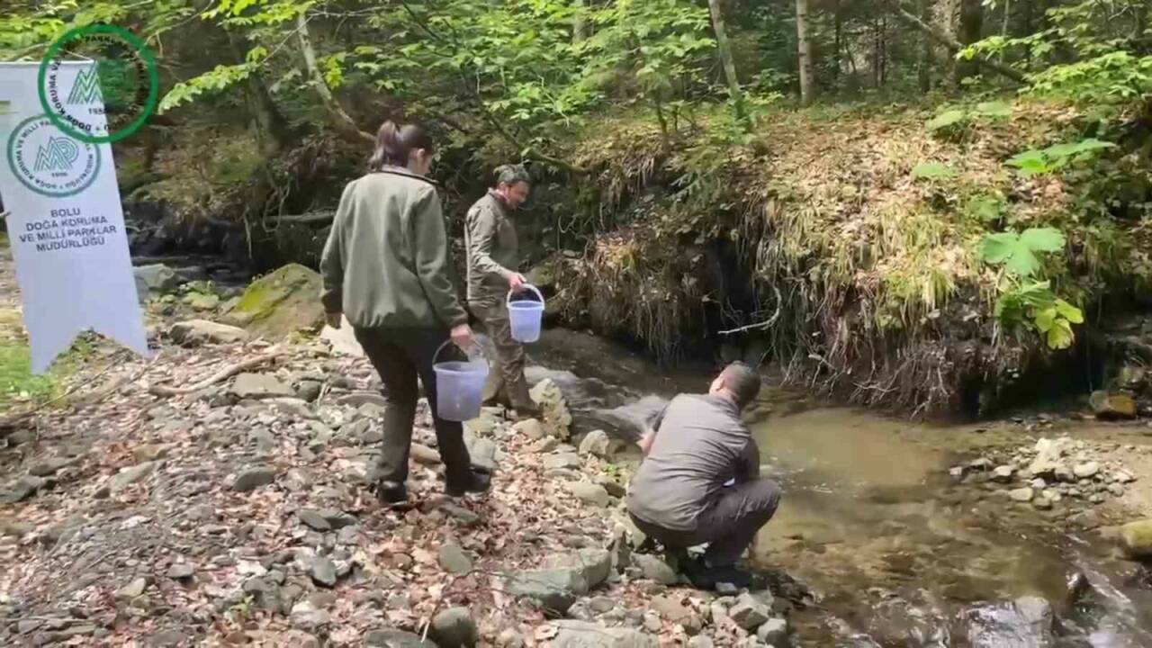 Bolu’da orman içi sulardaki doğal alabalık popülasyonlarını artırmak amacıyla yüzlerce