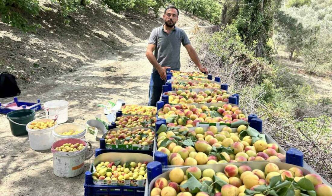 Hatay’ın Arsuz ilçesinde kayısı hasadı başladı. Aroması ve lezzetiyle damaklarda