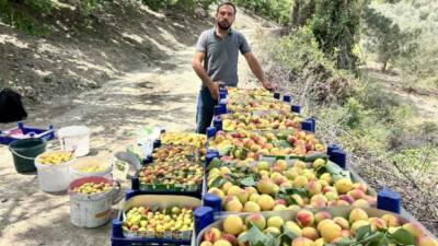 Hatay’ın Arsuz ilçesinde kayısı hasadı başladı. Aroması ve lezzetiyle damaklarda