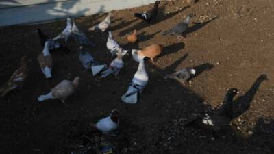 Hatay’da 13 yıldır güvercinlerin besleyen Mustafa Toman, güvercin yumurtalarını kontrol