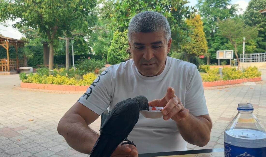 Beylikdüzü’nde aç ve susuz kalan yavru karga, bir vatandaşın elindeki
