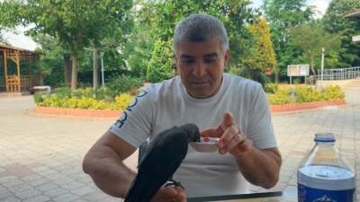 Beylikdüzü’nde aç ve susuz kalan yavru karga, bir vatandaşın elindeki