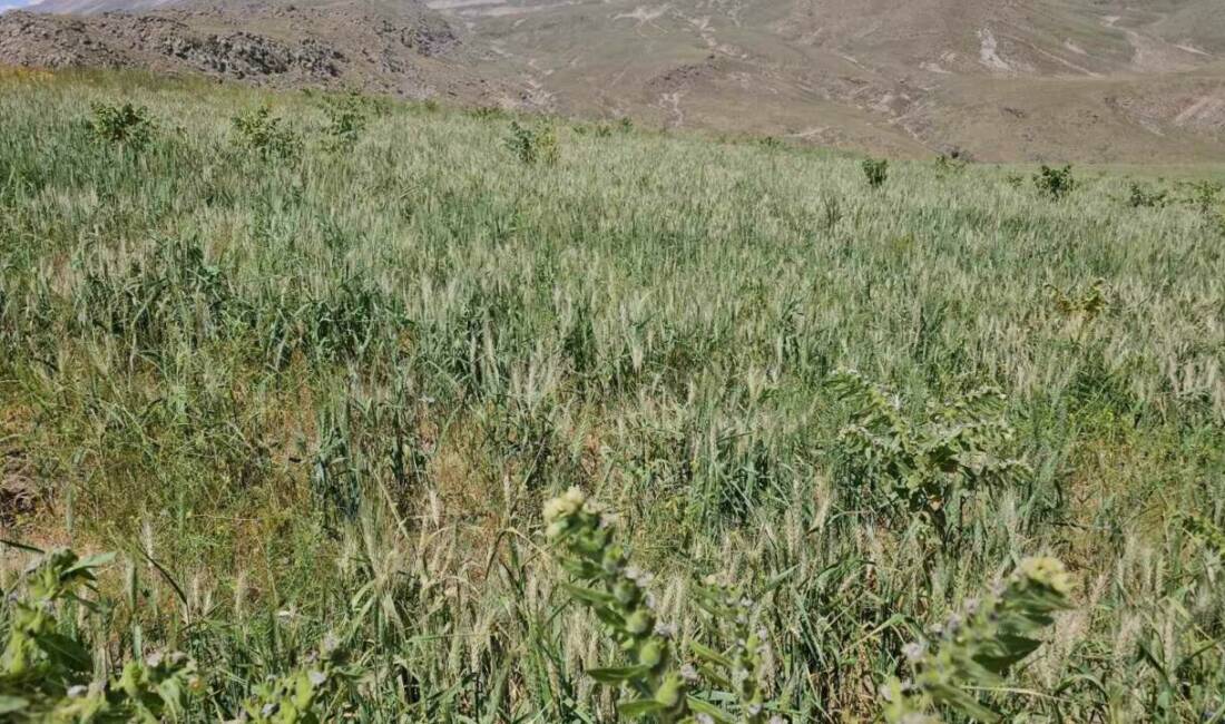 Bitlis’in Adilcevaz ilçesinde aşırı soğuklardan dolayı buğday başakları boş kaldı.