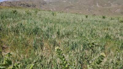 Bitlis’in Adilcevaz ilçesinde aşırı soğuklardan dolayı buğday başakları boş kaldı.