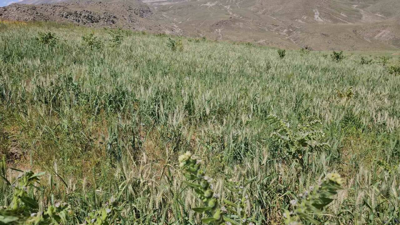 Bitlis’in Adilcevaz ilçesinde aşırı soğuklardan dolayı buğday başakları boş kaldı.