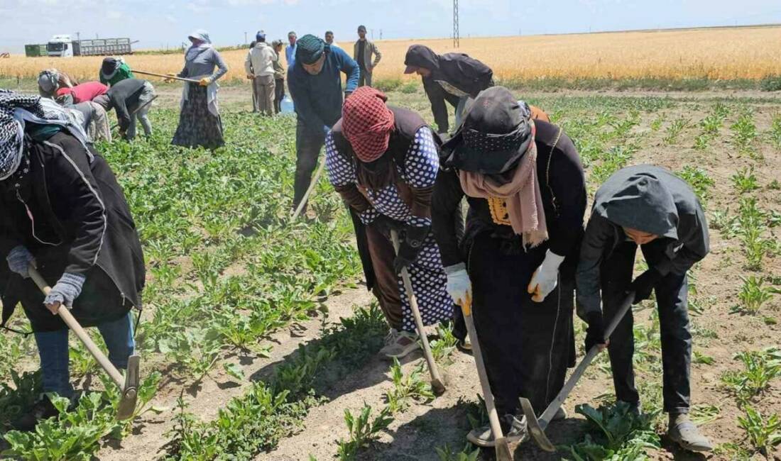 Bitlis’in Adilcevaz ilçesinde mevsimlik tarım işçileri, kavurucu sıcaklara rağmen ekmek