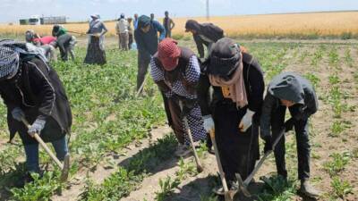 Bitlis’in Adilcevaz ilçesinde mevsimlik tarım işçileri, kavurucu sıcaklara rağmen ekmek