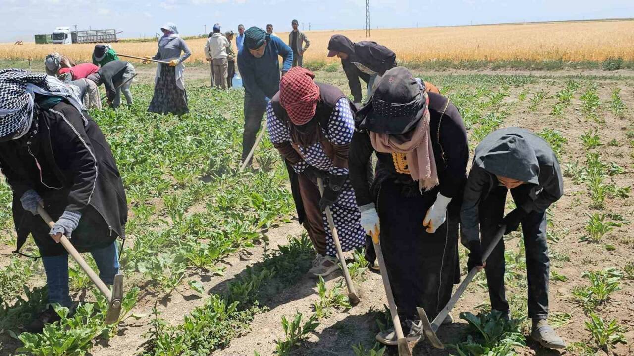 Bitlis’in Adilcevaz ilçesinde mevsimlik tarım işçileri, kavurucu sıcaklara rağmen ekmek