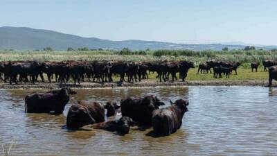 Bursa’nın Mustafakemalpaşa ilçesinin Uluabat Gölü’ne kıyısı bulunan kırsal Karaoğlan Mahallesi’nde