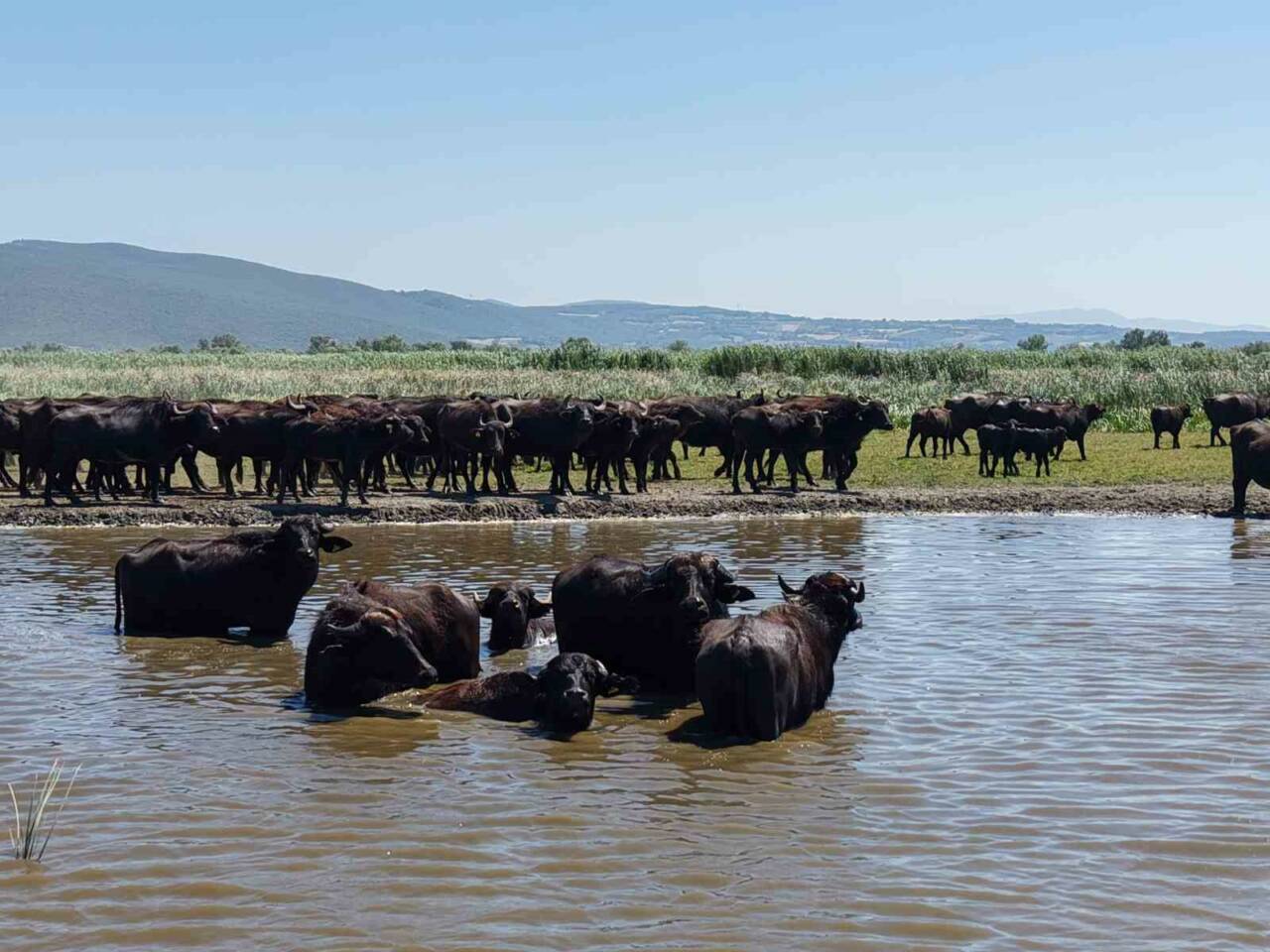 Bursa’nın Mustafakemalpaşa ilçesinin Uluabat Gölü’ne kıyısı bulunan kırsal Karaoğlan Mahallesi’nde