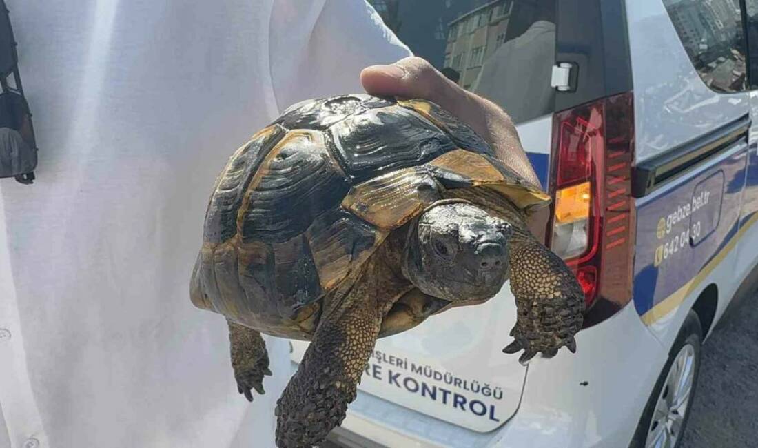 Kocaeli’nin Gebze ilçesinde çıkan yangın, gecekondu ve ağaçlık alana sıçradı.
