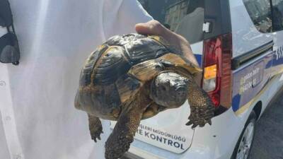 Kocaeli’nin Gebze ilçesinde çıkan yangın, gecekondu ve ağaçlık alana sıçradı.