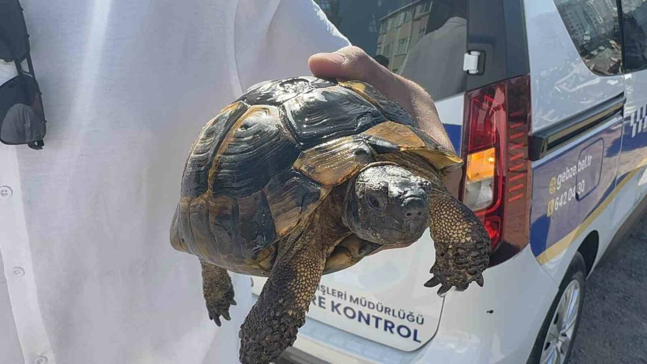 Kocaeli’nin Gebze ilçesinde çıkan yangın, gecekondu ve ağaçlık alana sıçradı.
