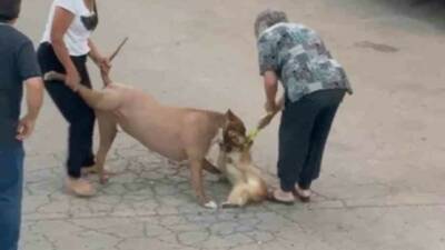 Ankara’da ağızlıksız dolaştırılan pitbull cinsi köpek, yoldan geçen başka bir