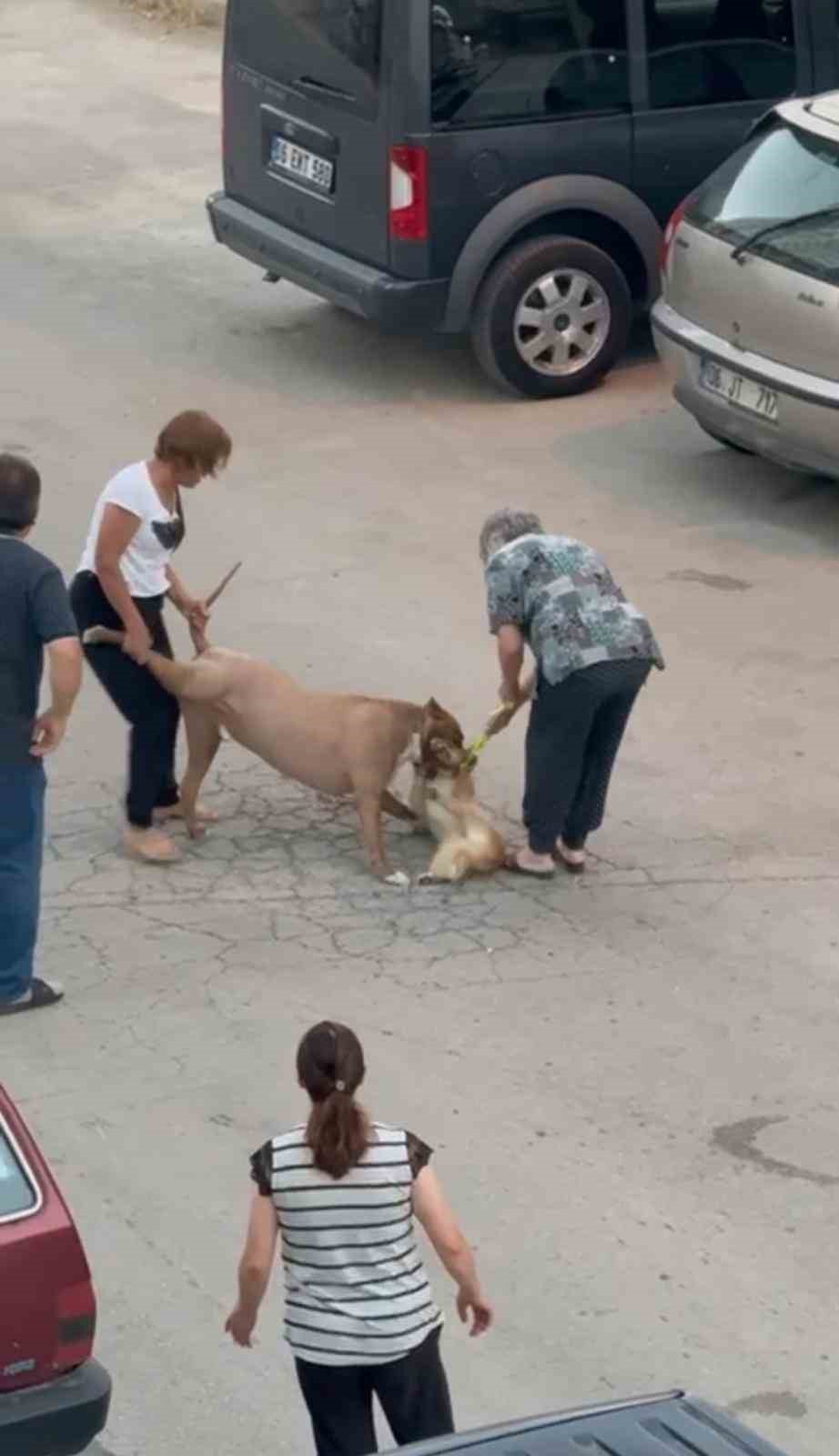 Ankara’da ağızlıksız dolaştırılan pitbull cinsi köpek, yoldan geçen başka bir