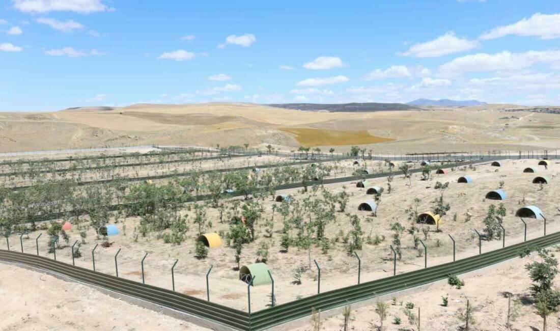 Aksaray Sahipsiz Hayvanları Koruma Birliği tarafından sahipsiz hayvanlara yönelik hayata