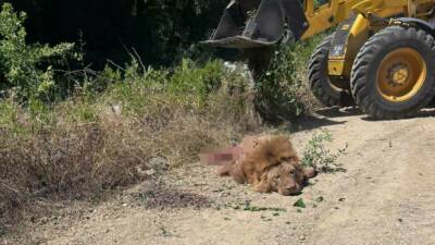 Antalya’nın Manavgat ilçesindeki hayvanat bahçesinden kaçıp tarlada bekçilik yapan bir