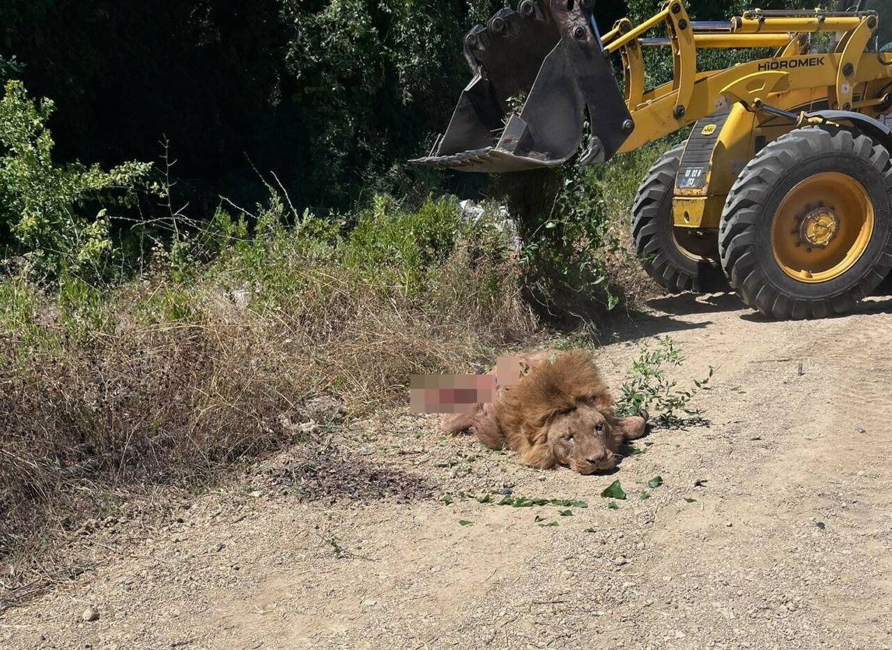 Antalya’nın Manavgat ilçesindeki hayvanat bahçesinden kaçıp tarlada bekçilik yapan bir
