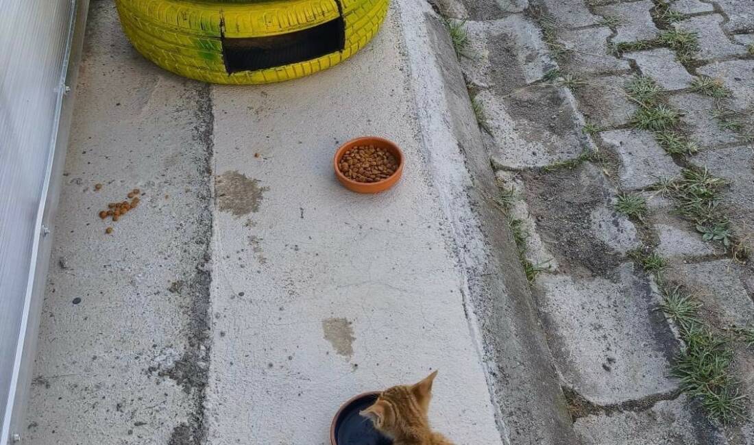 Sinop’ta üniversite öğrencileri, geri dönüşüm malzemelerinden yaptıkları kedi evleriyle hem