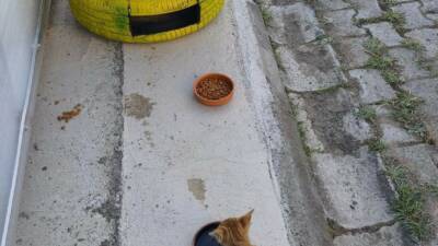 Sinop’ta üniversite öğrencileri, geri dönüşüm malzemelerinden yaptıkları kedi evleriyle hem