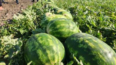 Çukurova’nın önemli tarım ürünlerinden olan karpuz, sezon başında kilosu 15