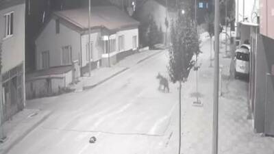 Sivas’ta bir ilçeyi ayılar mesken tuttu. Cadde ve sokaklara kadar
