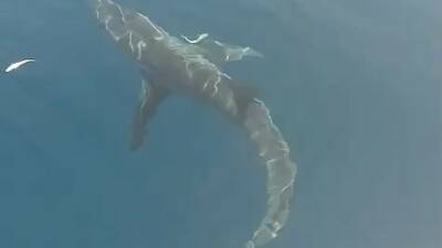 Edirne’deki Saros Körfezi sahiline kıyısı bulunan Erikli köyü sahili açıklarında