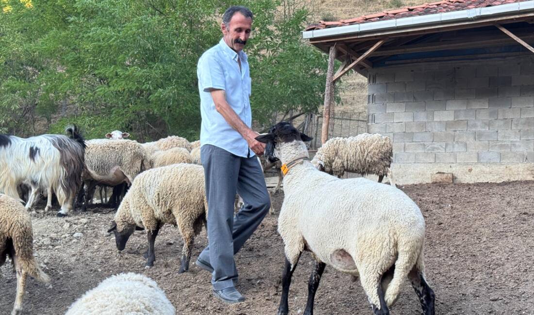 BARTIN (AA) – Bartın’da koyun sürüsüne saldırmak isteyen kurt, üzerinde