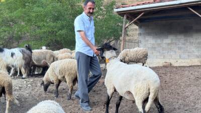 BARTIN (AA) – Bartın’da koyun sürüsüne saldırmak isteyen kurt, üzerinde