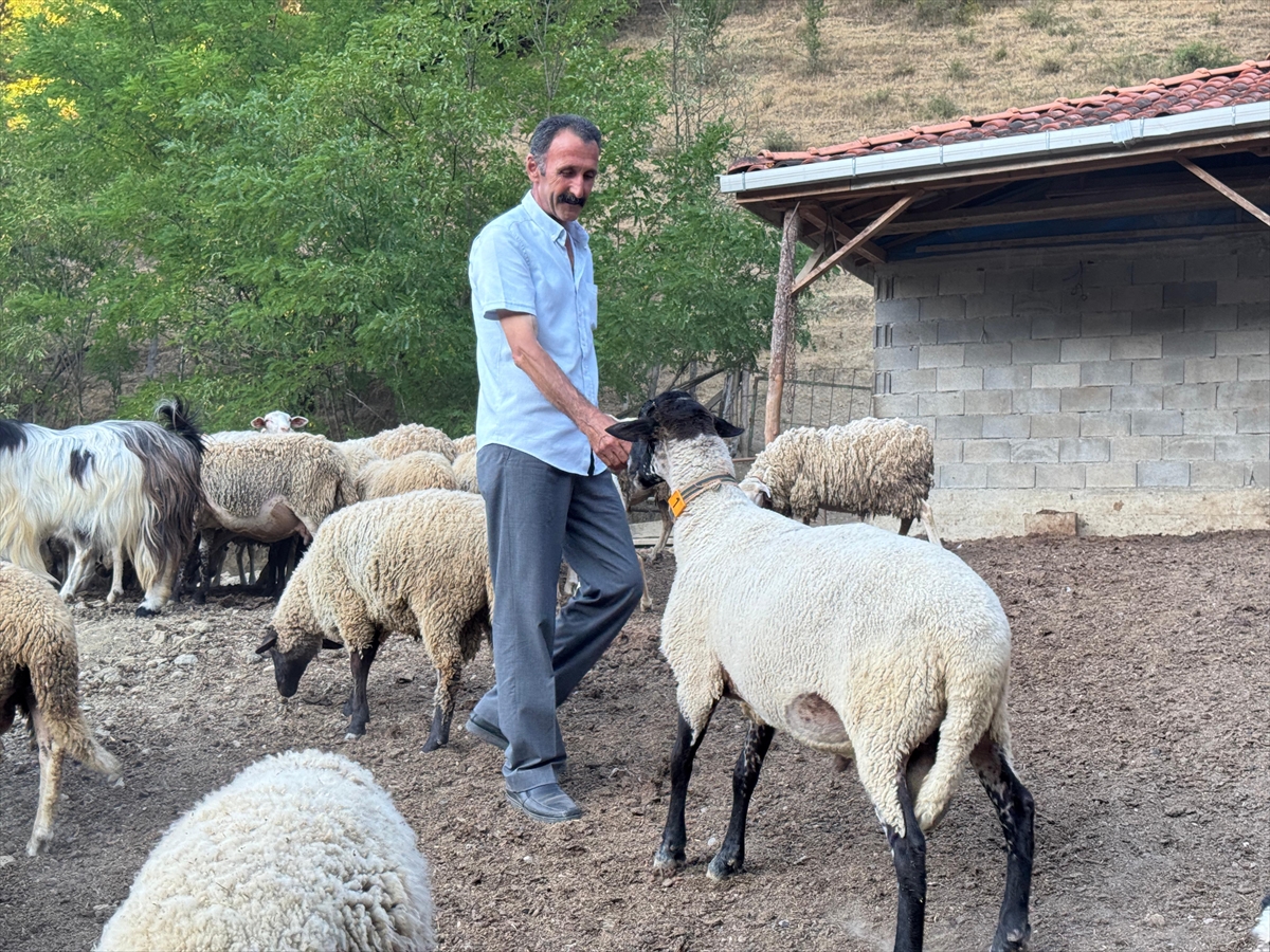 BARTIN (AA) – Bartın’da koyun sürüsüne saldırmak isteyen kurt, üzerinde
