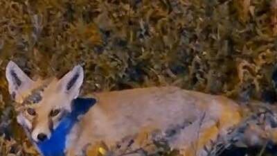 Bayburt’ta yiyecek arayan bir tilkinin karnını doyurmak isteyen Ahmet Güler