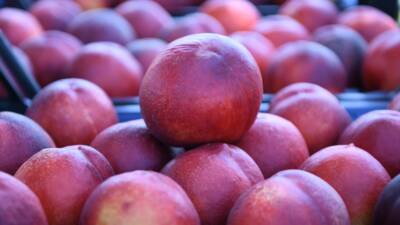 - Bölge halkı için önemli bir gelir kaynağı olan Lapseki