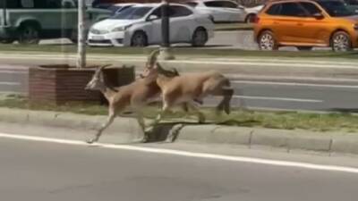 Sivas’ta şehir merkezine inen dağ keçileri, görenleri şaşkına çevirdi. Keçilerin