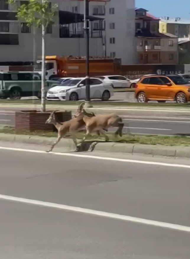 Sivas’ta şehir merkezine inen dağ keçileri, görenleri şaşkına çevirdi. Keçilerin