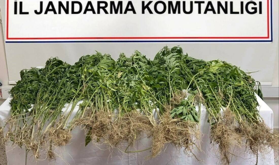 Denizli’de gerçekleştirilen narkotik operasyonunda, 343 kök Hint keneviri ile 102