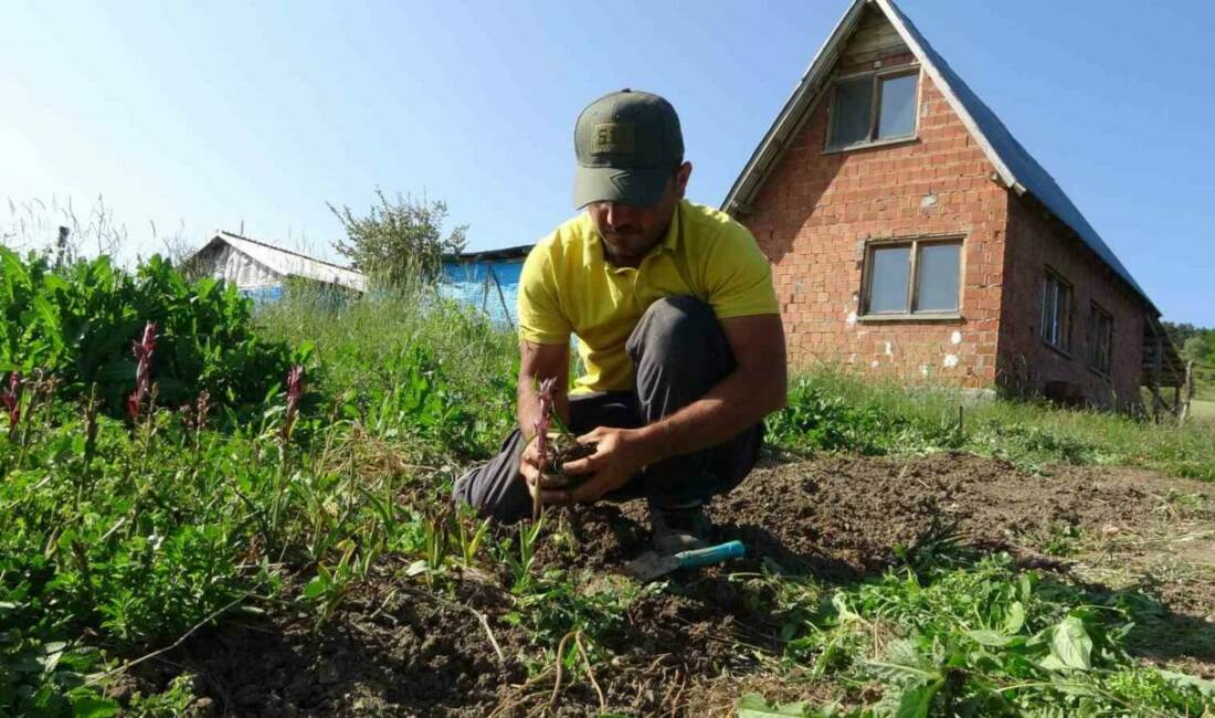 Doğada toplanması yasak olan salebin Kastamonu’daki hasadı sürüyor. Kastamonu İl