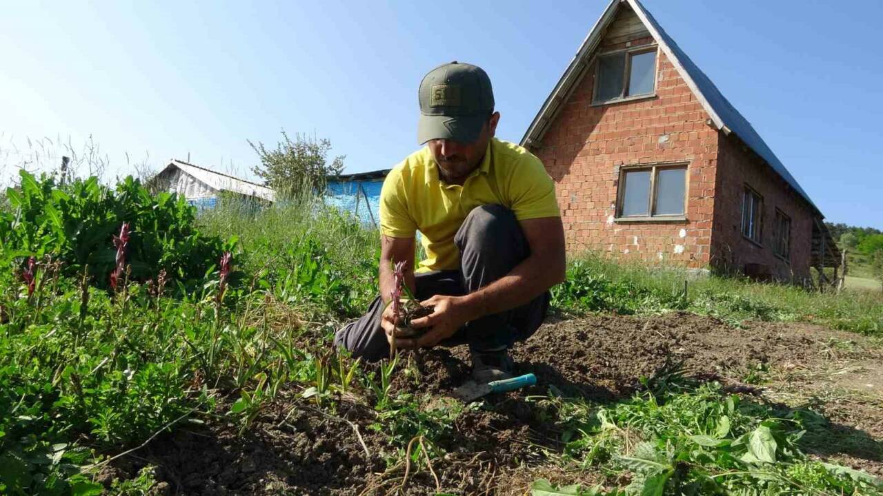 Doğada toplanması yasak olan salebin Kastamonu’daki hasadı sürüyor. Kastamonu İl