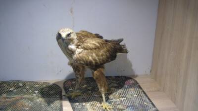 GAZİANTEP (AA) – Gaziantep’in İslahiye ilçesinde, doğaseverler tarafından yaralı bulunan