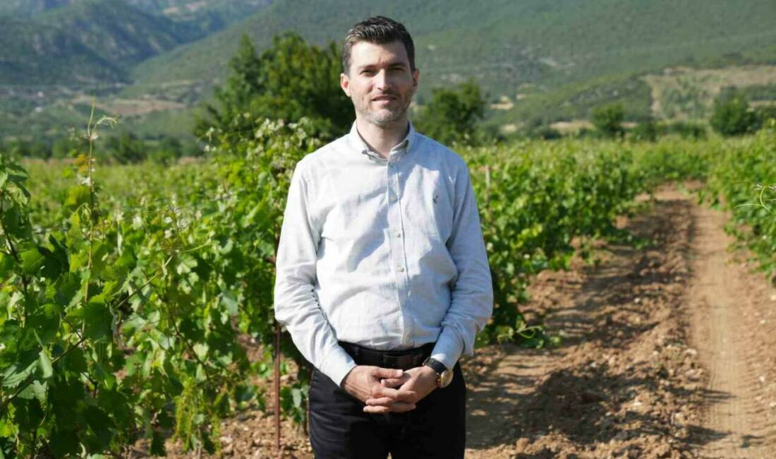 Tokat’ın Erbaa ilçesinde Narince bağ yaprağından bu sezon 2 milyar